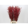 Bromelia Red Paloma