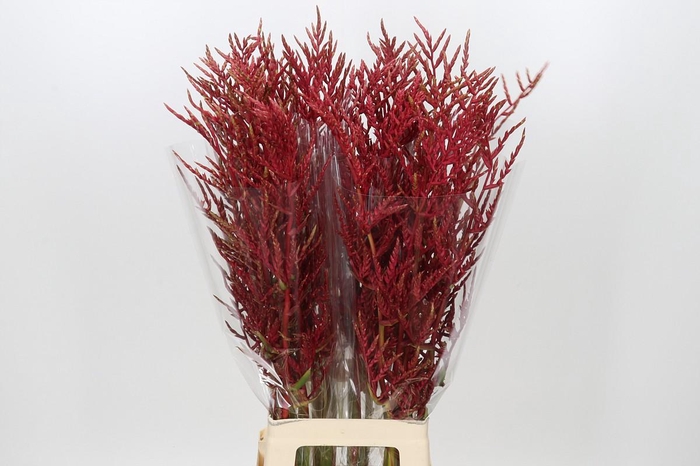 <h4>Bromelia Red Paloma</h4>