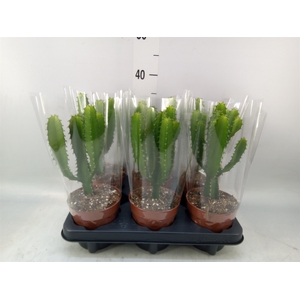 Euphorbia   ...