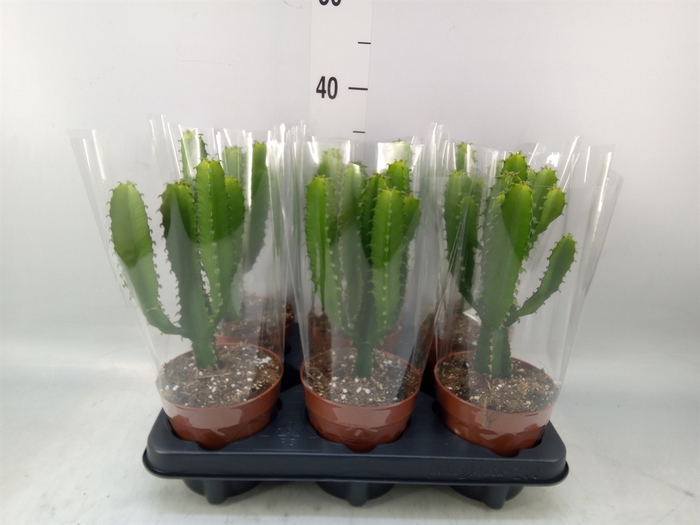 <h4>Euphorbia   ...</h4>