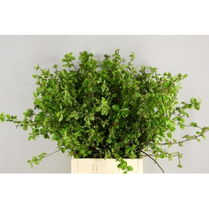 MALUS RED SENTINEL BLOSSOM PER STEM 065CM