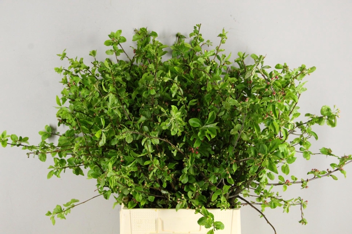 <h4>MALUS RED SENTINEL BLOSSOM PER STEM 065CM</h4>