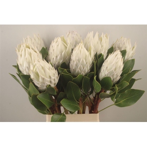 PROTEA CY AYOBA A IC