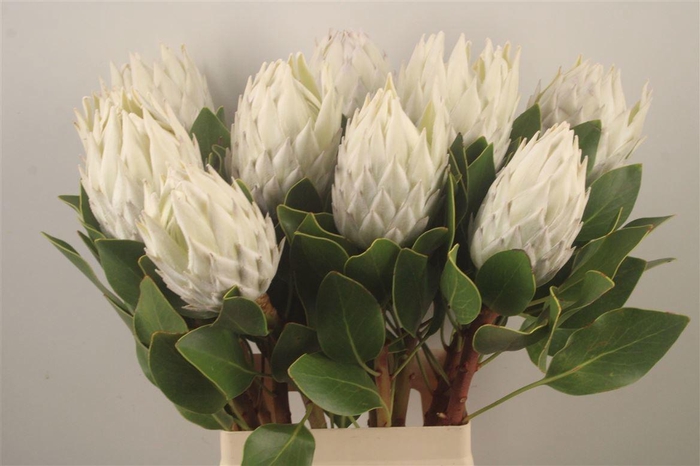 <h4>PROTEA CY AYOBA A IC</h4>