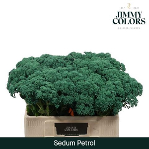 Sedum L55 Petrol