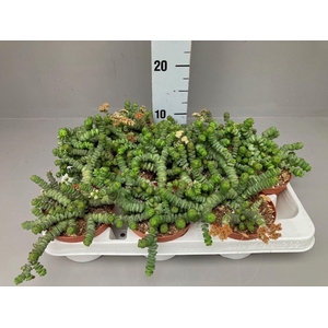 Crassula marnieriana