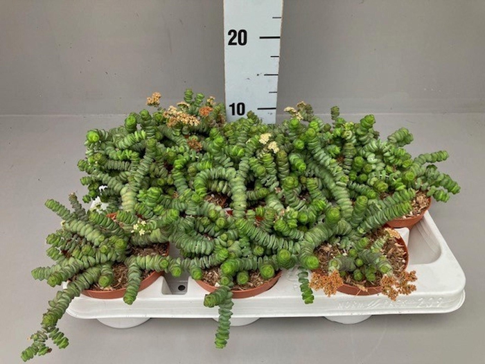 <h4>Crassula marnieriana</h4>