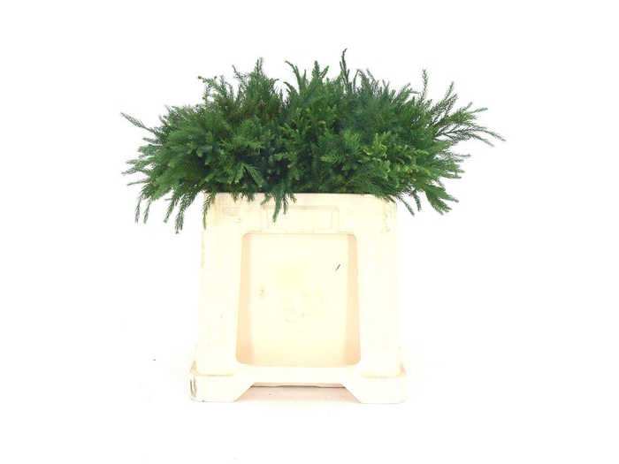 <h4>Conifeer Cryptomeria</h4>