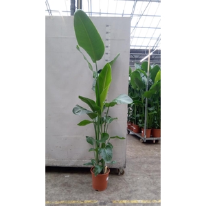 Strelitzia nicolai