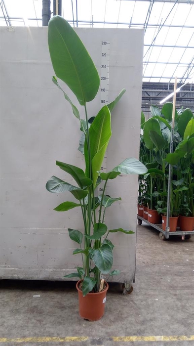 <h4>Strelitzia nicolai</h4>