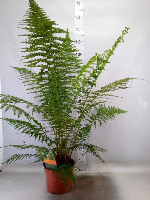<h4>Dicksonia antarctica</h4>