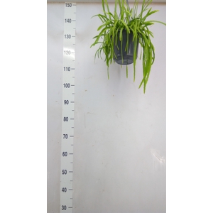 Lepismium bolivianum