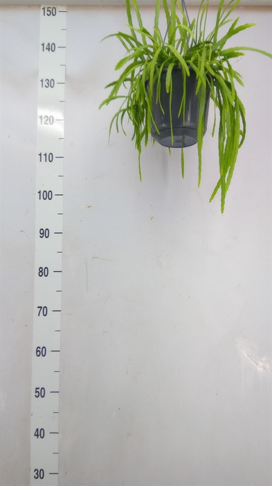 <h4>Lepismium bolivianum</h4>