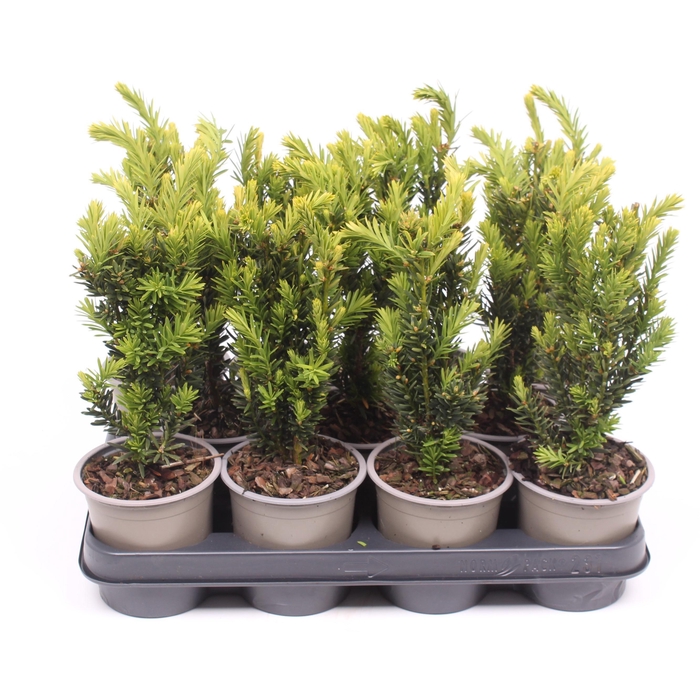 <h4>Taxus media 'Hillii'</h4>