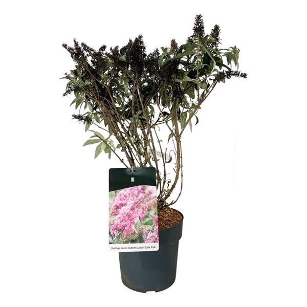 Buddleja d. B. Candy Little Pink