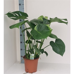 Monstera deliciosa