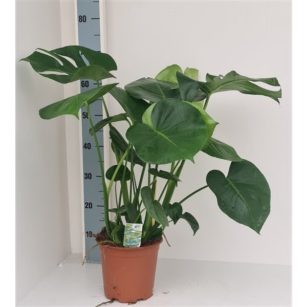 <h4>Monstera deliciosa</h4>