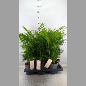 Dypsis lutescens   ...Chrysalidoca