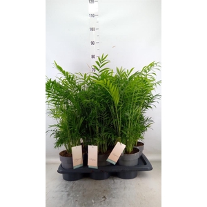 Dypsis lutescens   ...Chrysalidoca