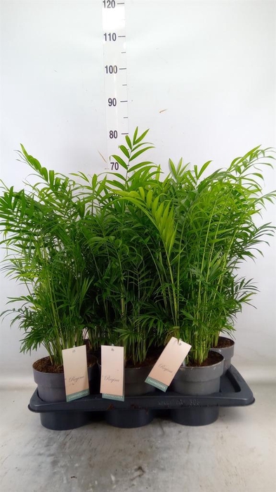 <h4>Dypsis lutescens   ...Chrysalidoca</h4>