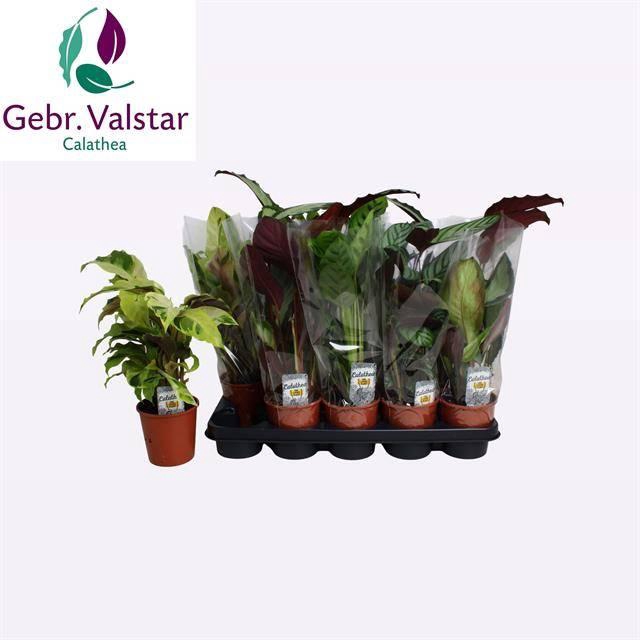 <h4>CALAT GEM 3 SRT</h4>