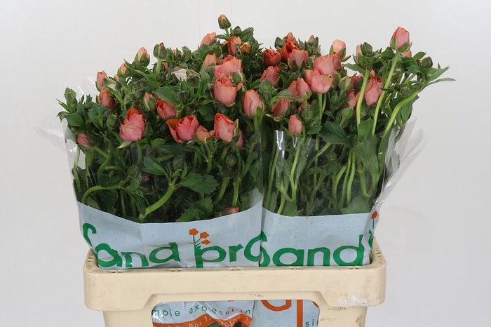 Ranunculus Magical Salmousse