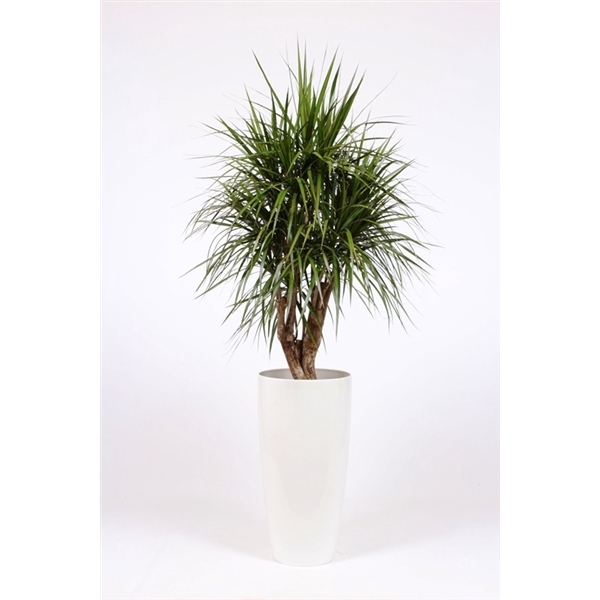 <h4>Dracaena marginata in Santorini pot "wit"</h4>