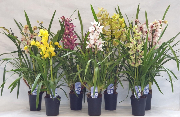 <h4>2/3 tak gem</h4>