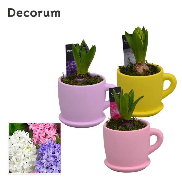 <h4>Hyacint Fleurig Bakkie HL15283 [LOVELY COLORS]</h4>