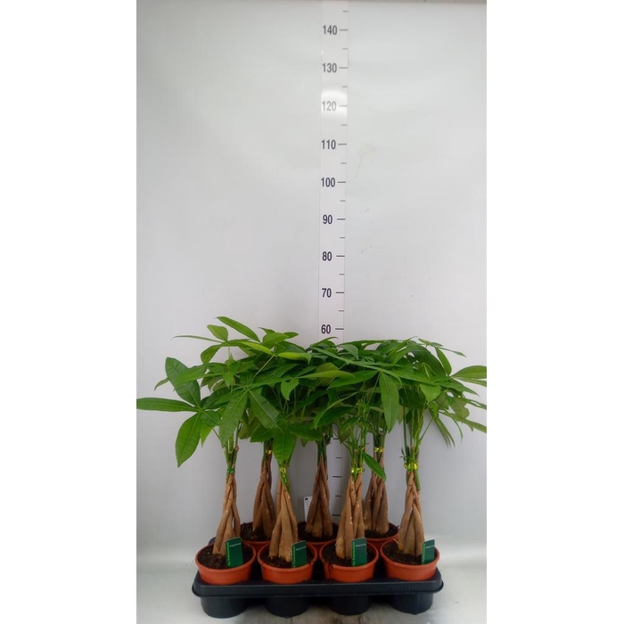 <h4>Pachira aquatica</h4>