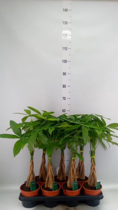 <h4>Pachira aquatica</h4>