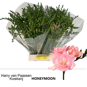Fr Du Honeymoon