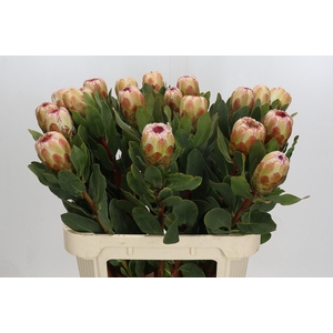 Protea Grandicolor