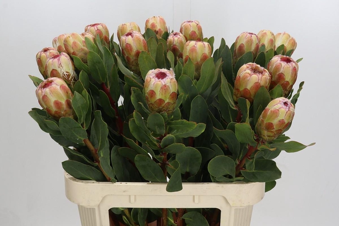 <h4>Protea Grandicolor</h4>
