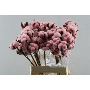 Droog Katoen Rose
