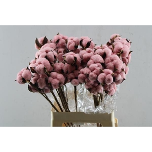 Droog Katoen Rose