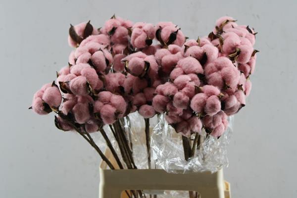 <h4>Droog Katoen Rose</h4>