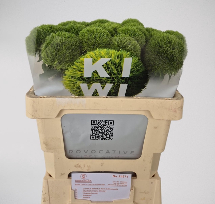 <h4>DI BARB KIWI MELLOW</h4>