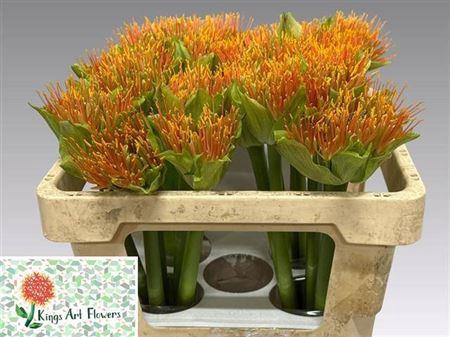 <h4>Scadoxus Ov</h4>