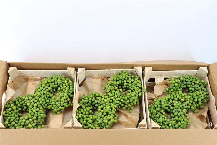 <h4>Wr Sierfruit Lilac De Chine 20cm</h4>