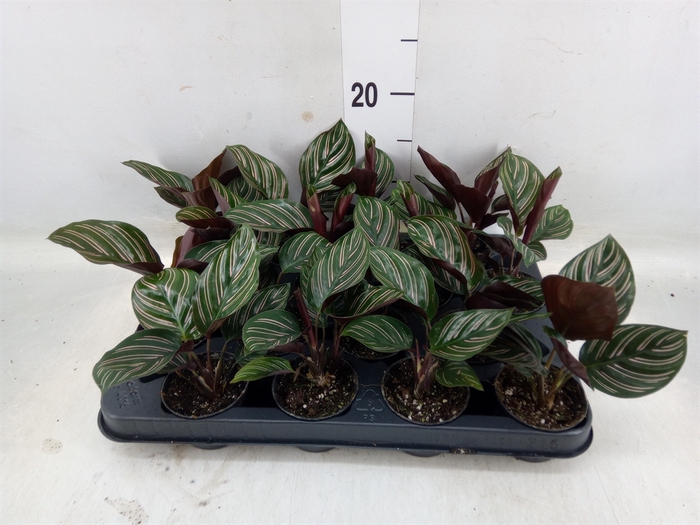 <h4>Calathea   ...</h4>