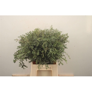 EUC PARVIFOLIA P BS