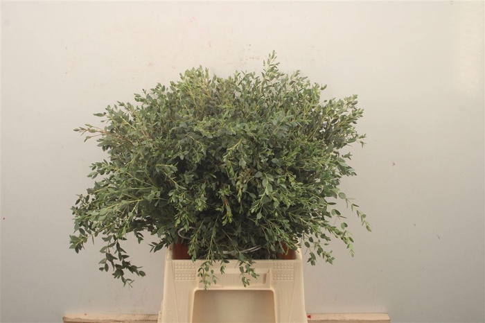 <h4>EUC PARVIFOLIA P BS</h4>