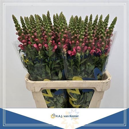 <h4>Antir Cool Rose</h4>