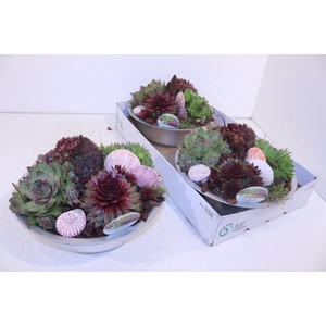 ARR SEMPERVIVUM
