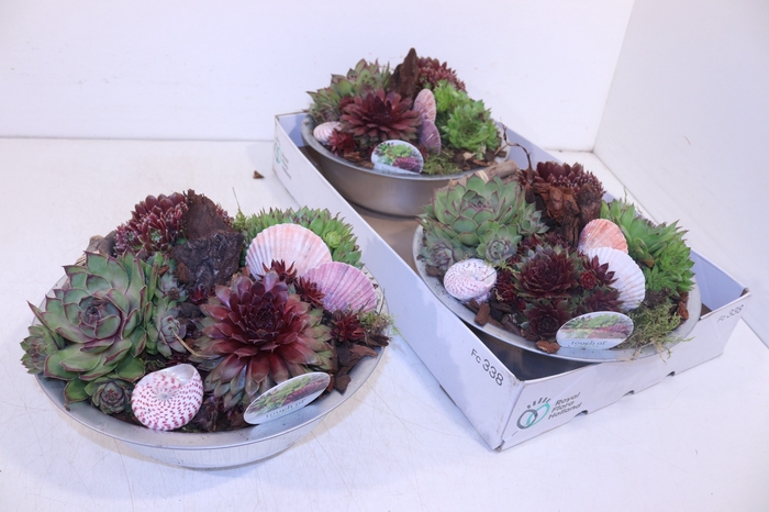 <h4>ARR SEMPERVIVUM</h4>