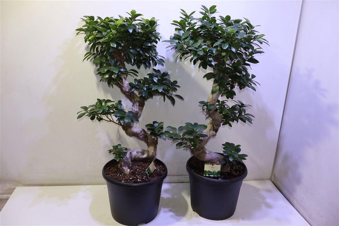 <h4>Fic Mi Ginseng</h4>