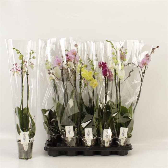 <h4>PHAL GEM 6 KL</h4>