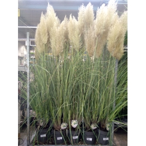 Cortaderia sell. 'Pumila'