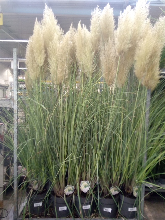 Cortaderia sell. 'Pumila'